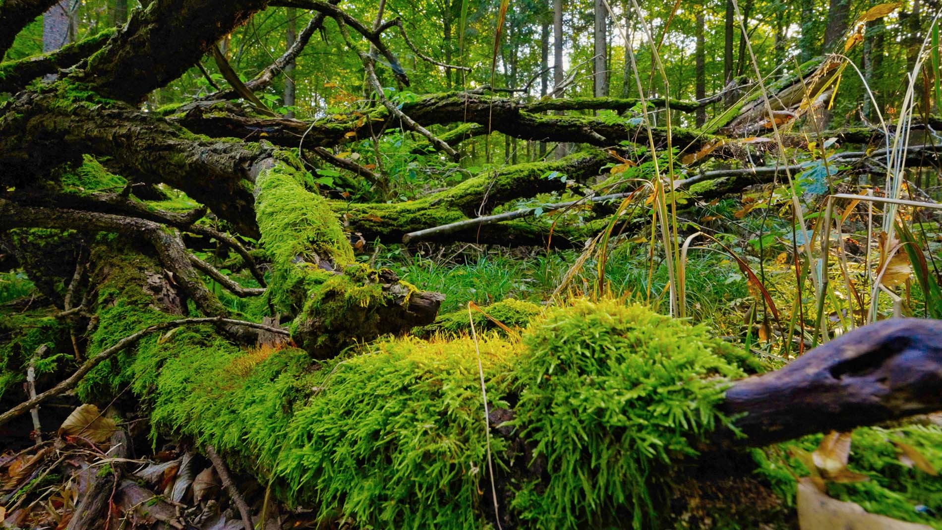Puszcza Białowieska