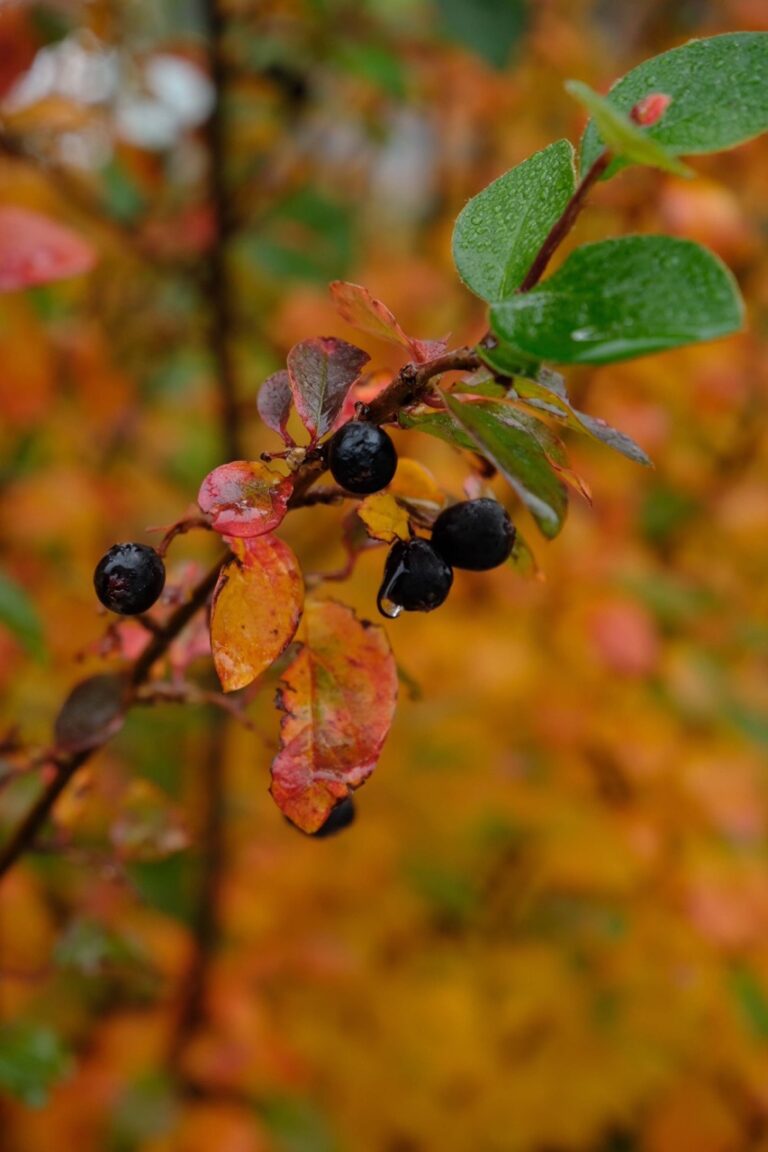Aronia czarnoowocowa