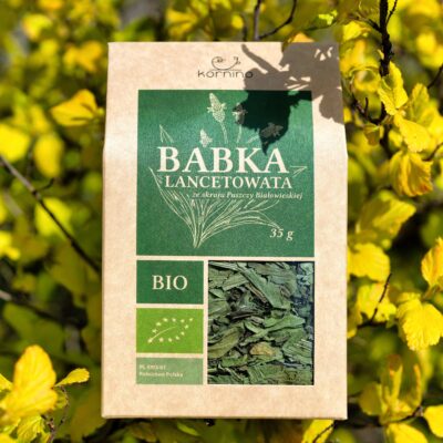 Suszona babka lancetowata na tle złotych liści, naturalny ekologiczny produkt z gospodarstwa rodzinnego. Idealna do zaparzania, świetna na kaszel.